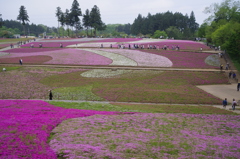 芝桜（羊山公園）