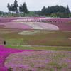 芝桜（羊山公園）