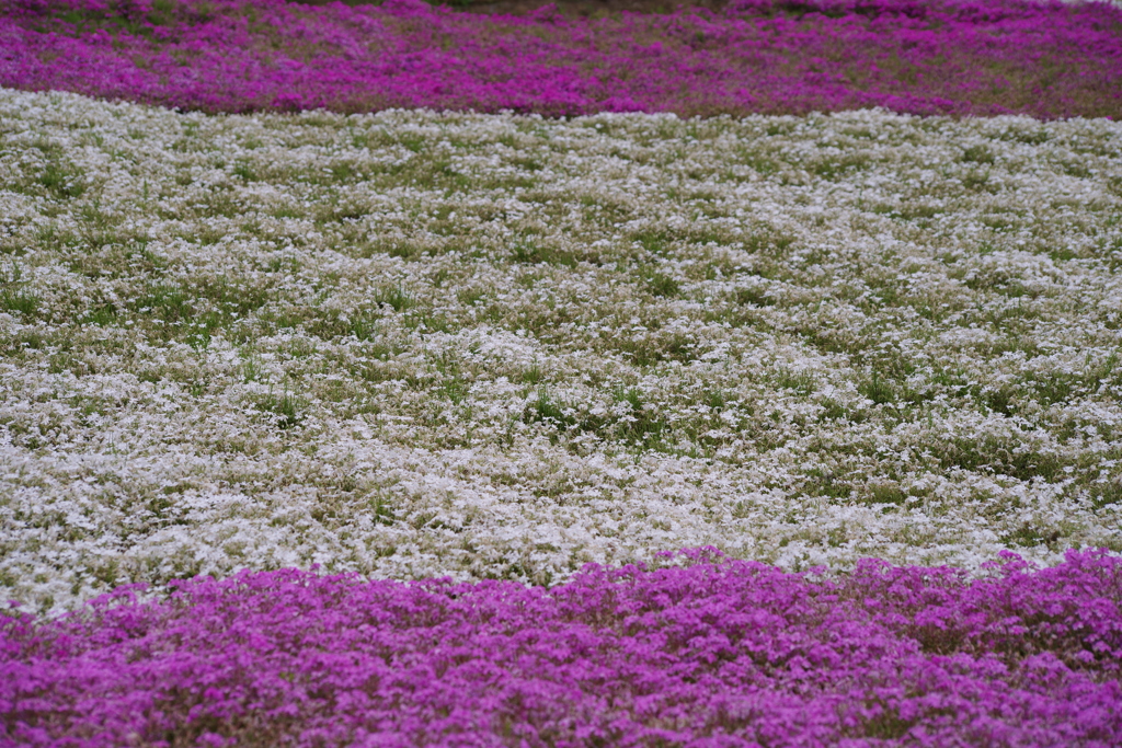 芝桜（羊山公園）