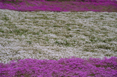 芝桜（羊山公園）