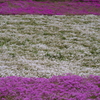 芝桜（羊山公園）