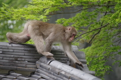 秩父・猿