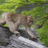 秩父・猿
