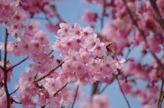 桜(大学) 1
