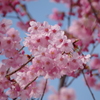 桜(大学) 1