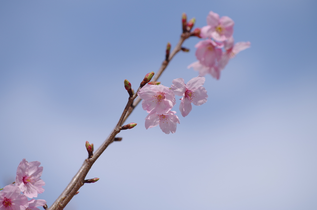 桜(大学) 3