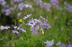 芝桜（羊山公園）