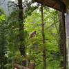 秩父・猿