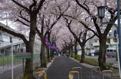 西南さくら祭り