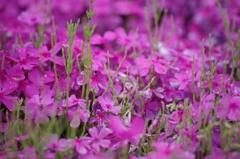 芝桜（羊山公園）