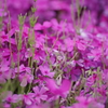 芝桜（羊山公園）