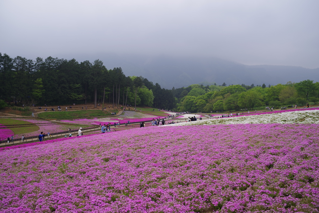 芝桜（羊山公園）