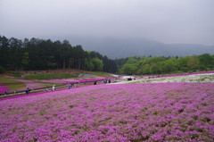 芝桜（羊山公園）