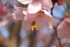 桜と蜂