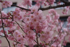 岡山大学桜