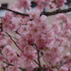 岡山大学桜