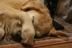 眠い・・・