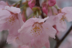 岡山大学桜