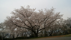 大きい桜の木