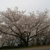 大きい桜の木