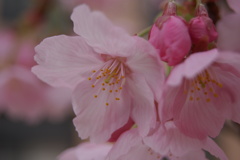 岡山大学桜