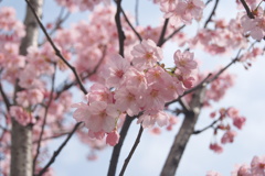 高松桜