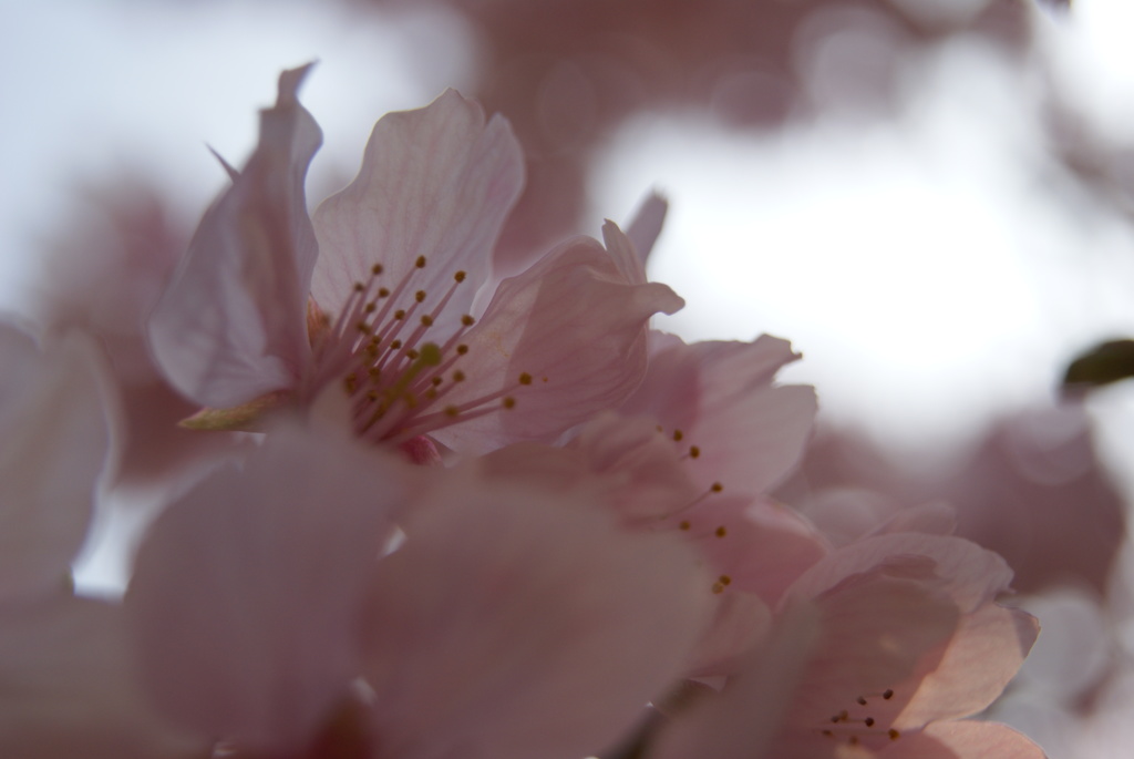 桜