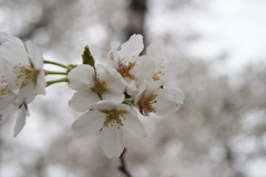 桜ズーム