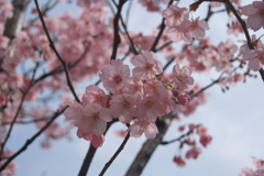 高松桜
