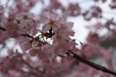 岡山大学桜
