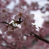 岡山大学桜