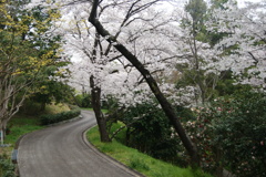 小道
