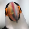 くちばし