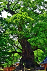 日本一の楠木