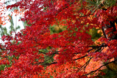 嵐山２