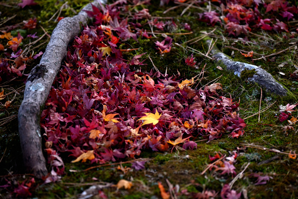 根っこに集まった紅葉