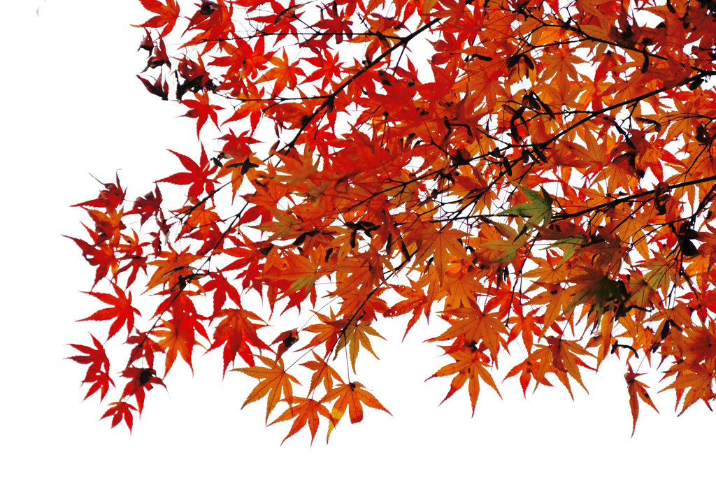 紅葉