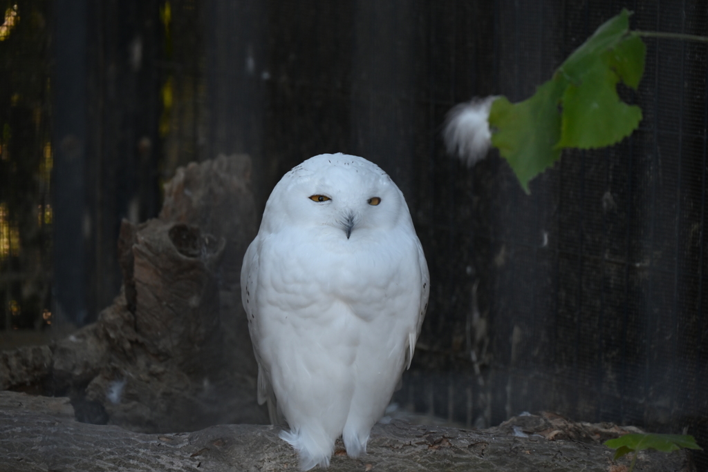 ポッターの鳥