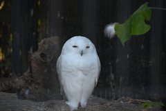 ポッターの鳥