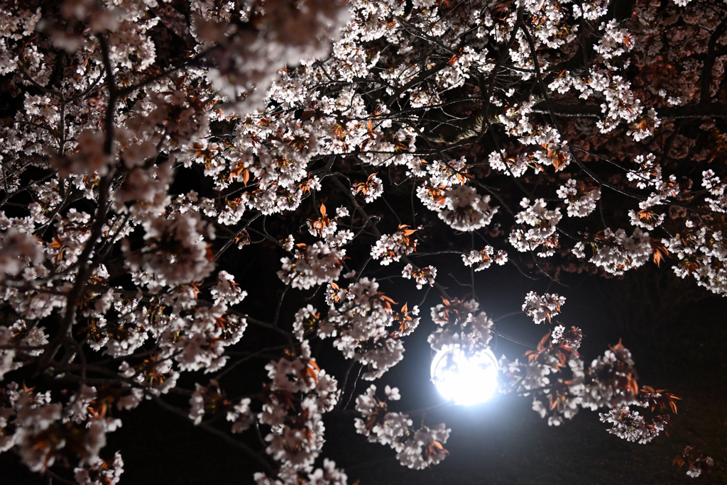 夜桜３