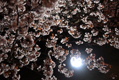 夜桜３