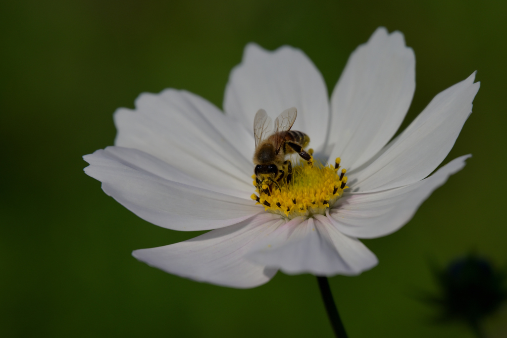 ミツバチと白いコスモス