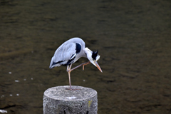 顎かく鳥