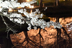 夜桜２