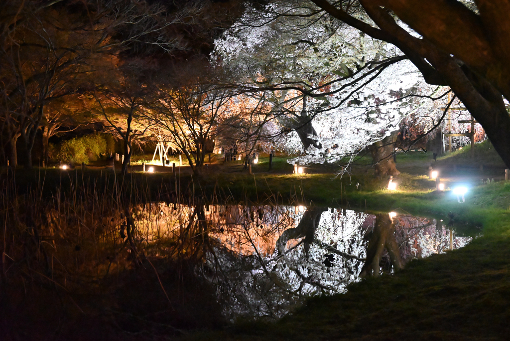 夜桜と池