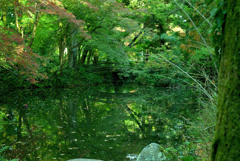 植物園の池