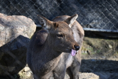 テヘペロ