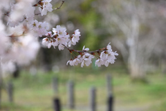 京都植物園５