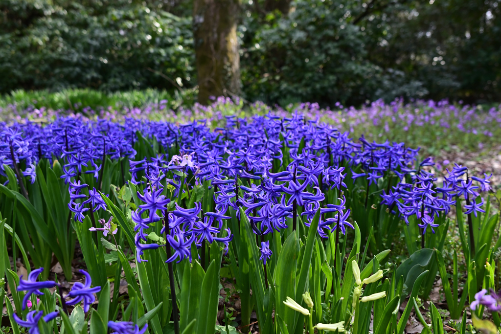 京都植物園３