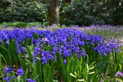 京都植物園３